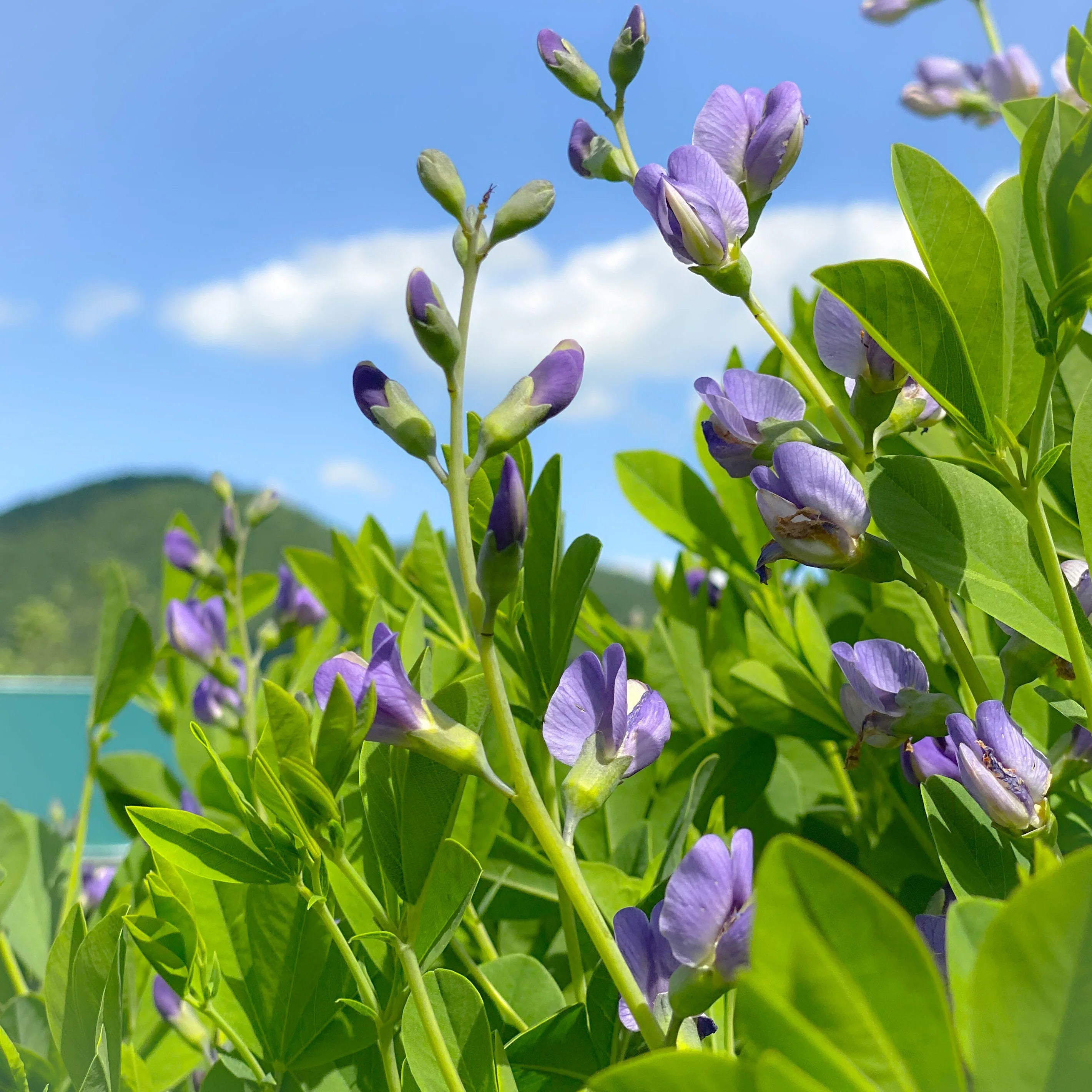 Blue Pea Flower Essence – a premium, antioxidant-rich ingredient in Bloop Skincare's luxury clean beauty range, featured in the Hydrating Moisturizer & Glow Serum for deep hydration and radiant skin.